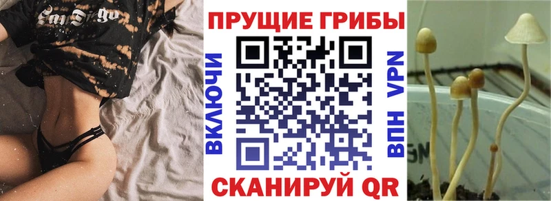 Галлюциногенные грибы Psilocybe  продажа наркотиков  Опочка 